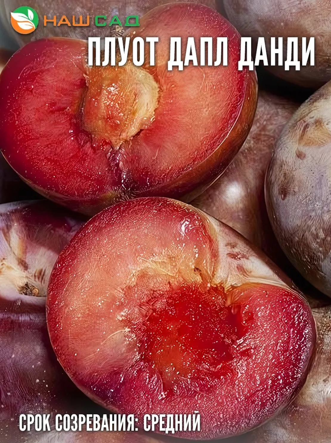 Слива Плуот Дапл Денди (Dapple Dandy)