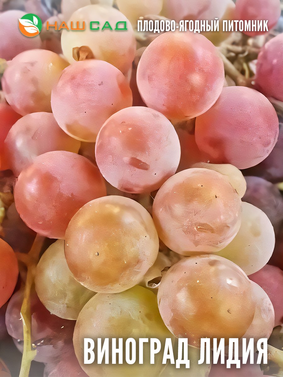 Виноград «Лидия» Виноград «Лидия»