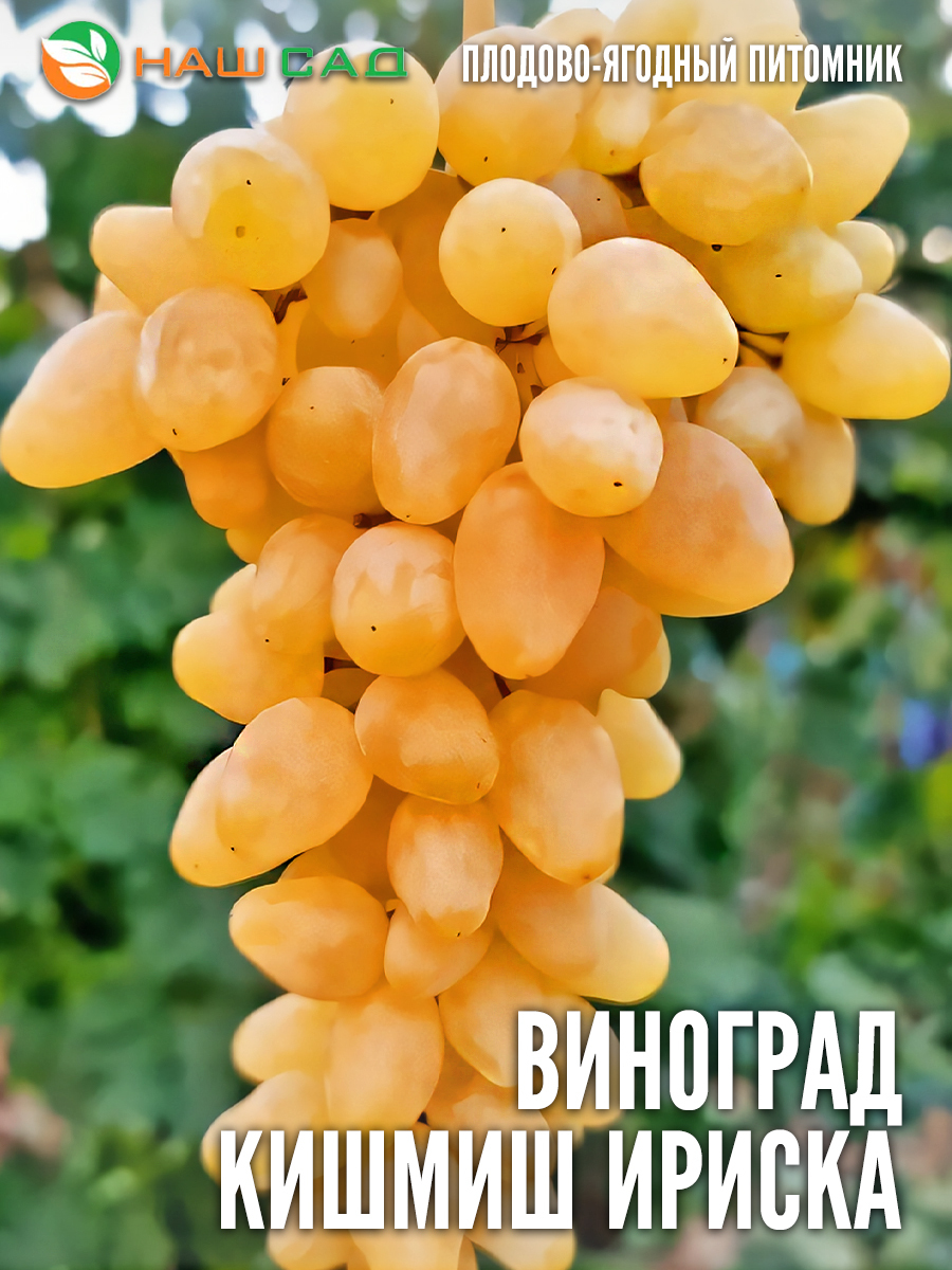 Виноград (кишмиш)«Ириска» Виноград (кишмиш)«Ириска»