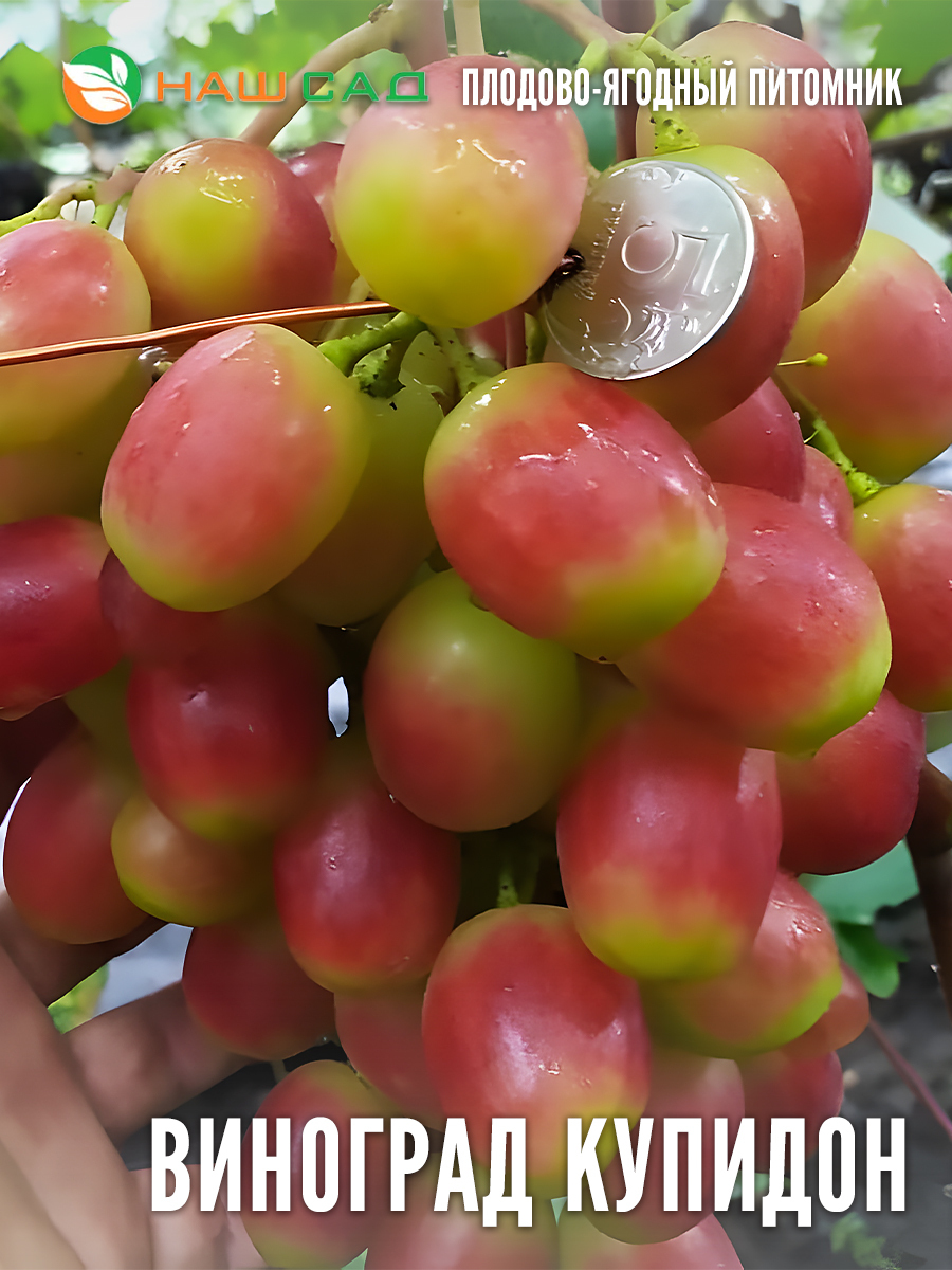 Виноград Купидон Виноград Купидон