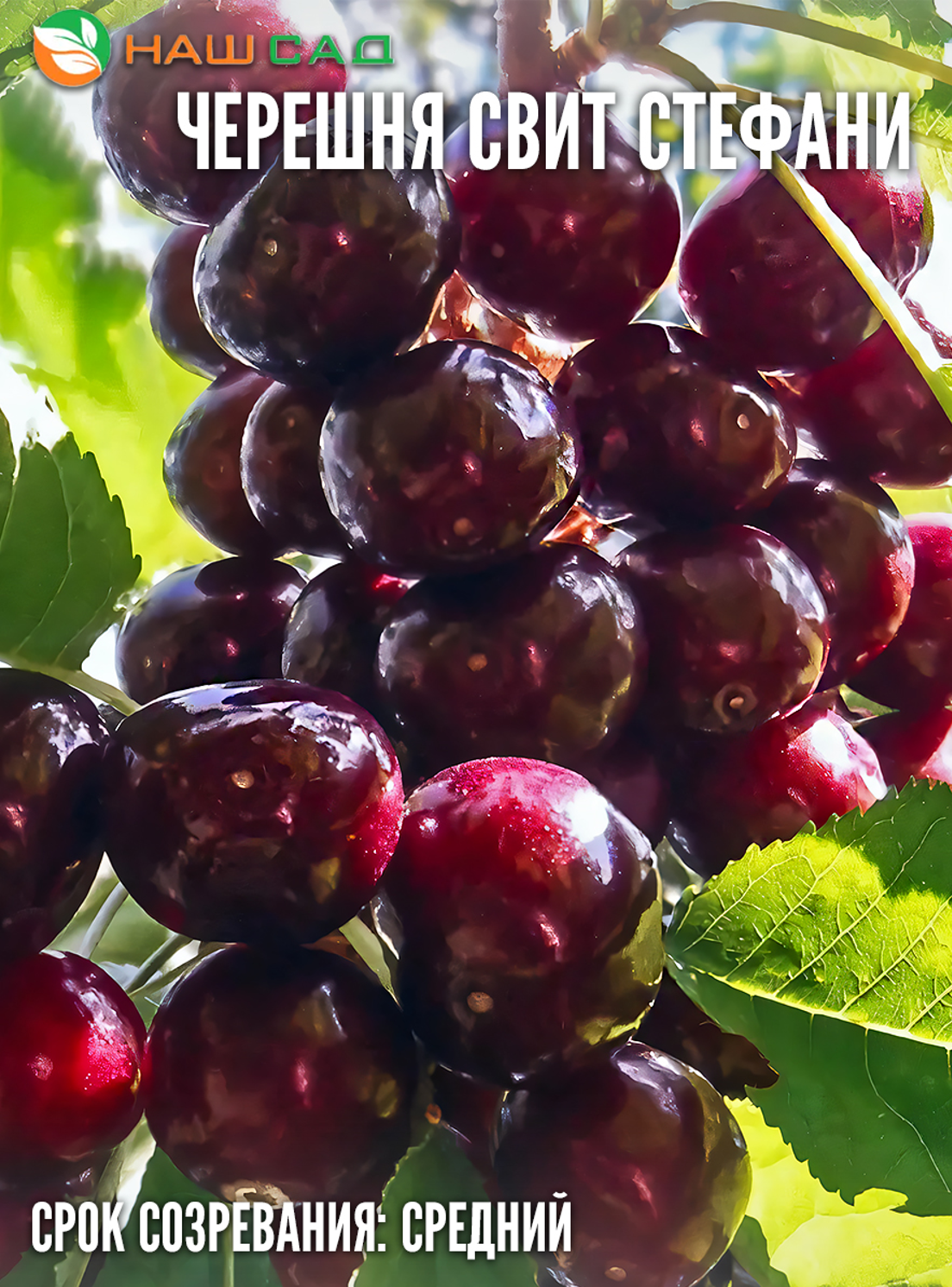 Черешня Свит Стефани (Sweet stephany) Черешня Свит Стефани (Sweet stephany)