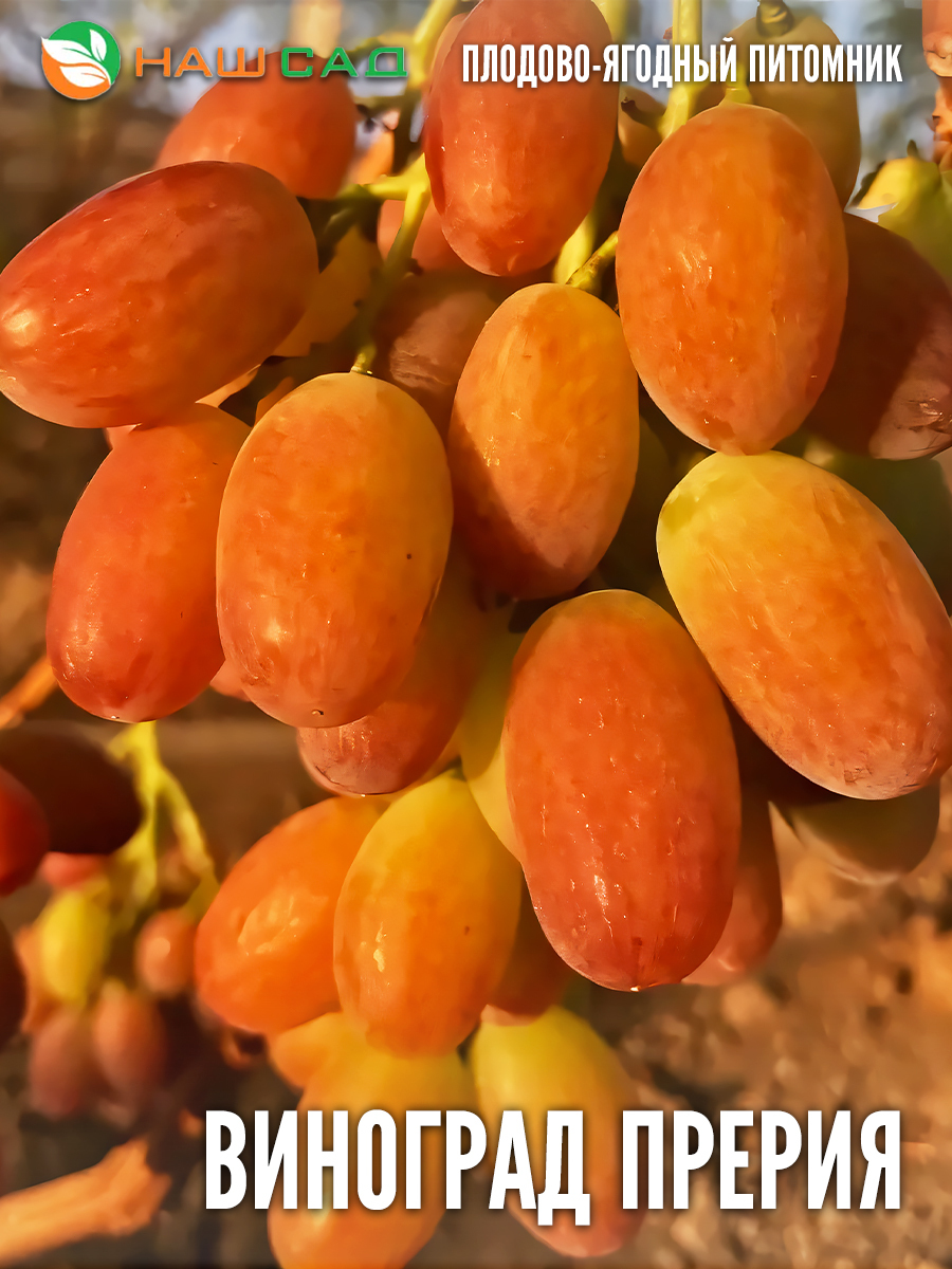 Виноград «Прерия» Виноград «Прерия»
