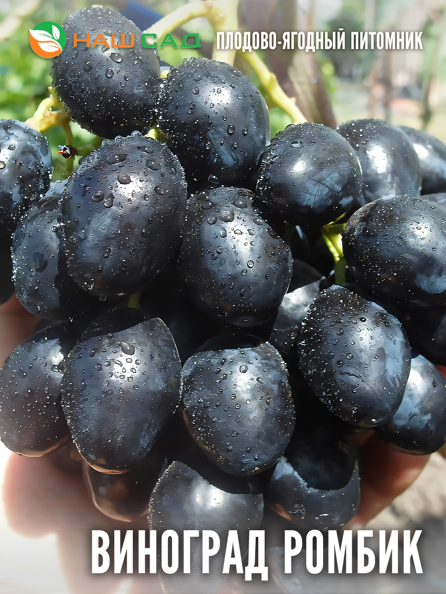 Виноград Ромбик Виноград Ромбик