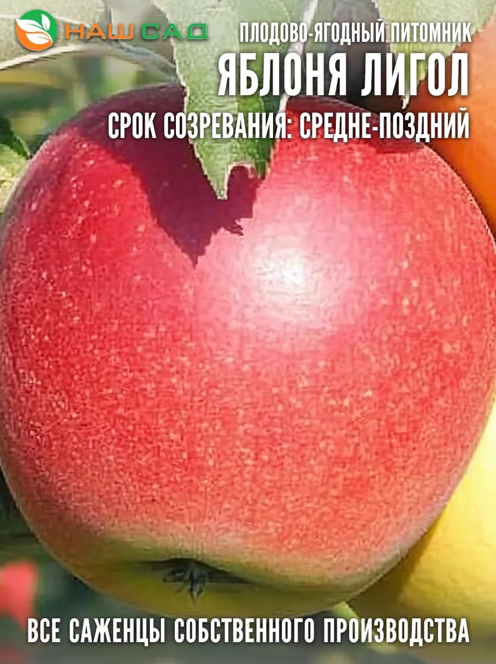 Яблоня Лигол