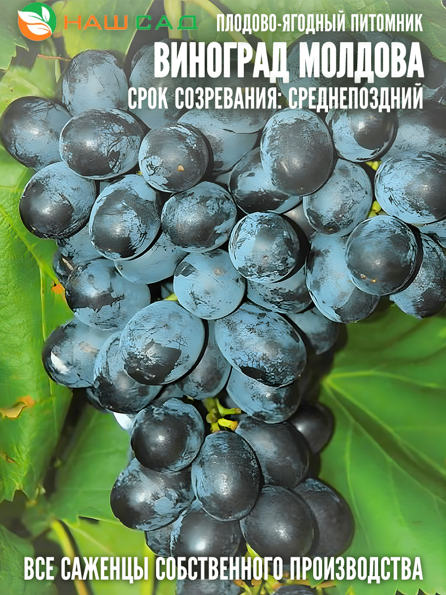 Виноград Молдова Виноград Молдова