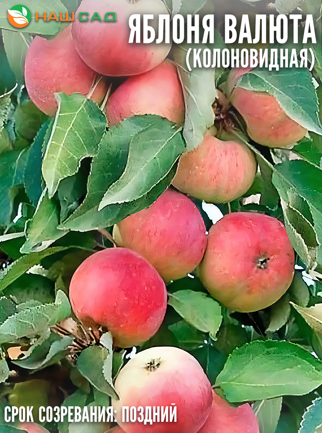Яблоня «Валюта»