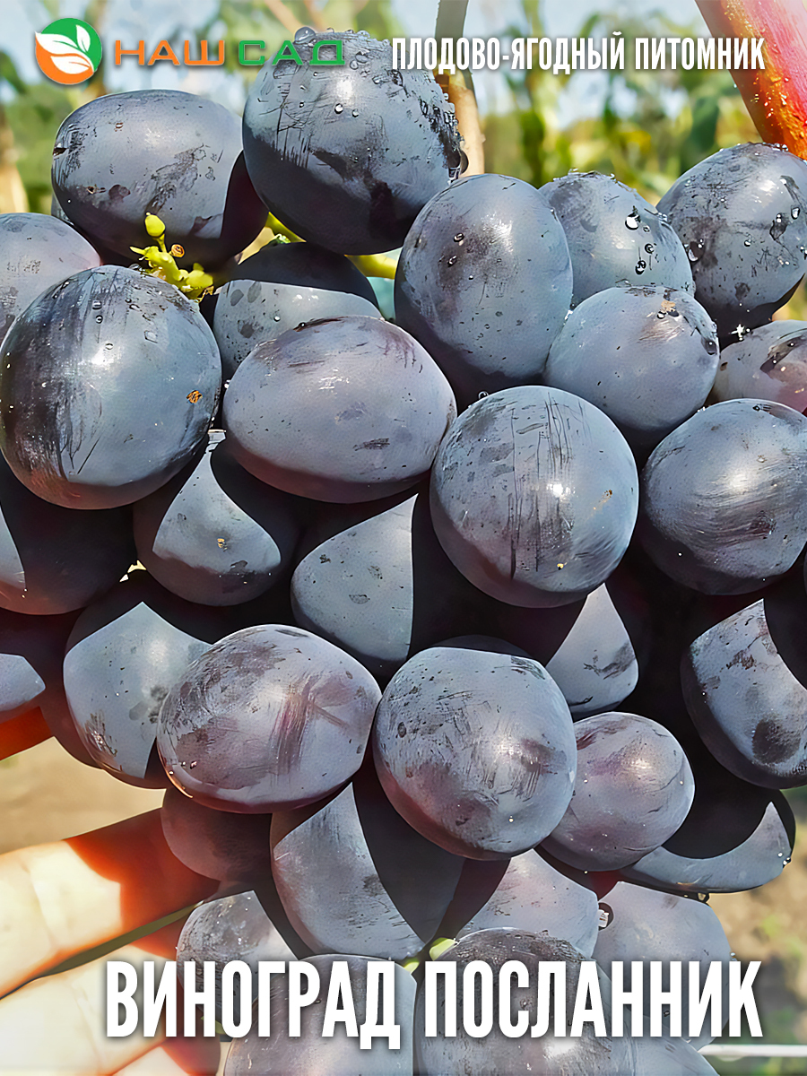 Виноград «Посланник» Виноград «Посланник»