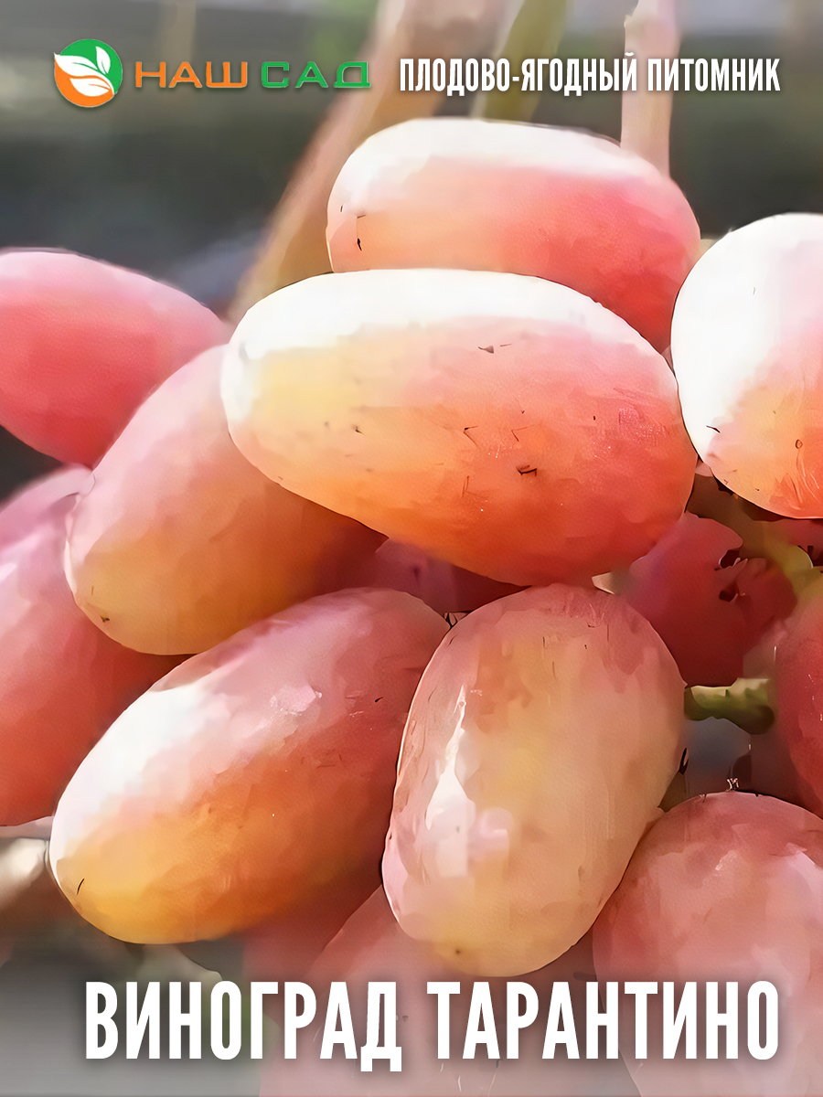 Виноград Тарантино Виноград Тарантино