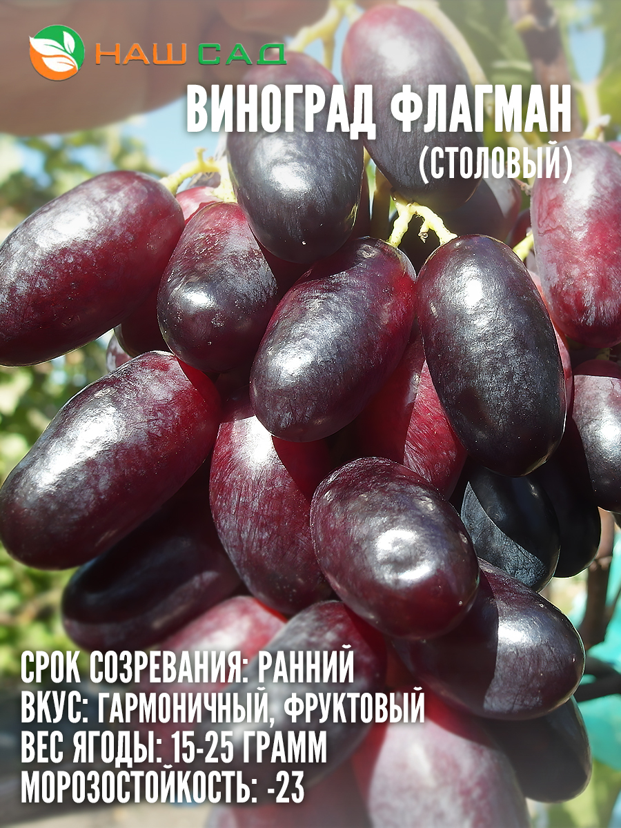 Виноград Флагман Виноград Флагман