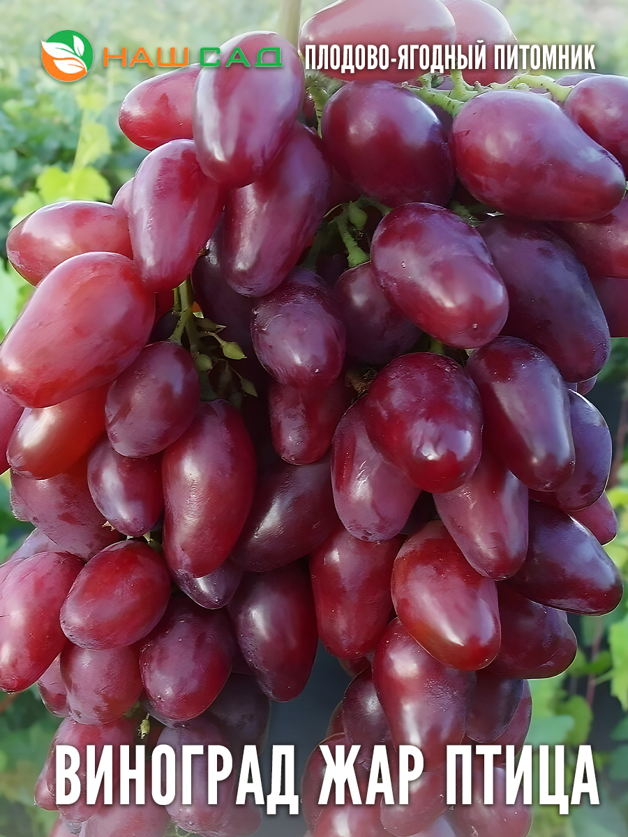 Виноград Жар птица Виноград Жар птица