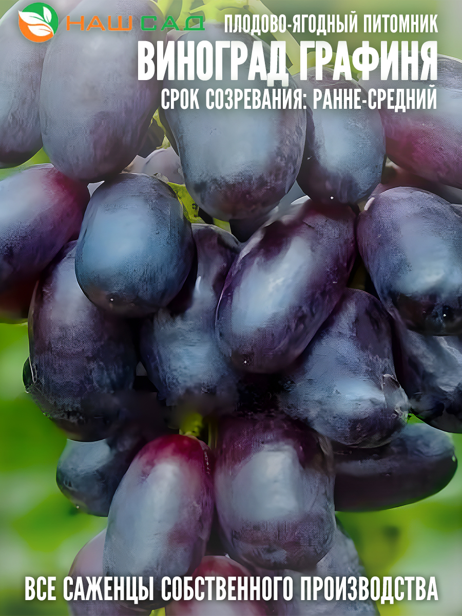 Виноград Графиня Виноград Графиня