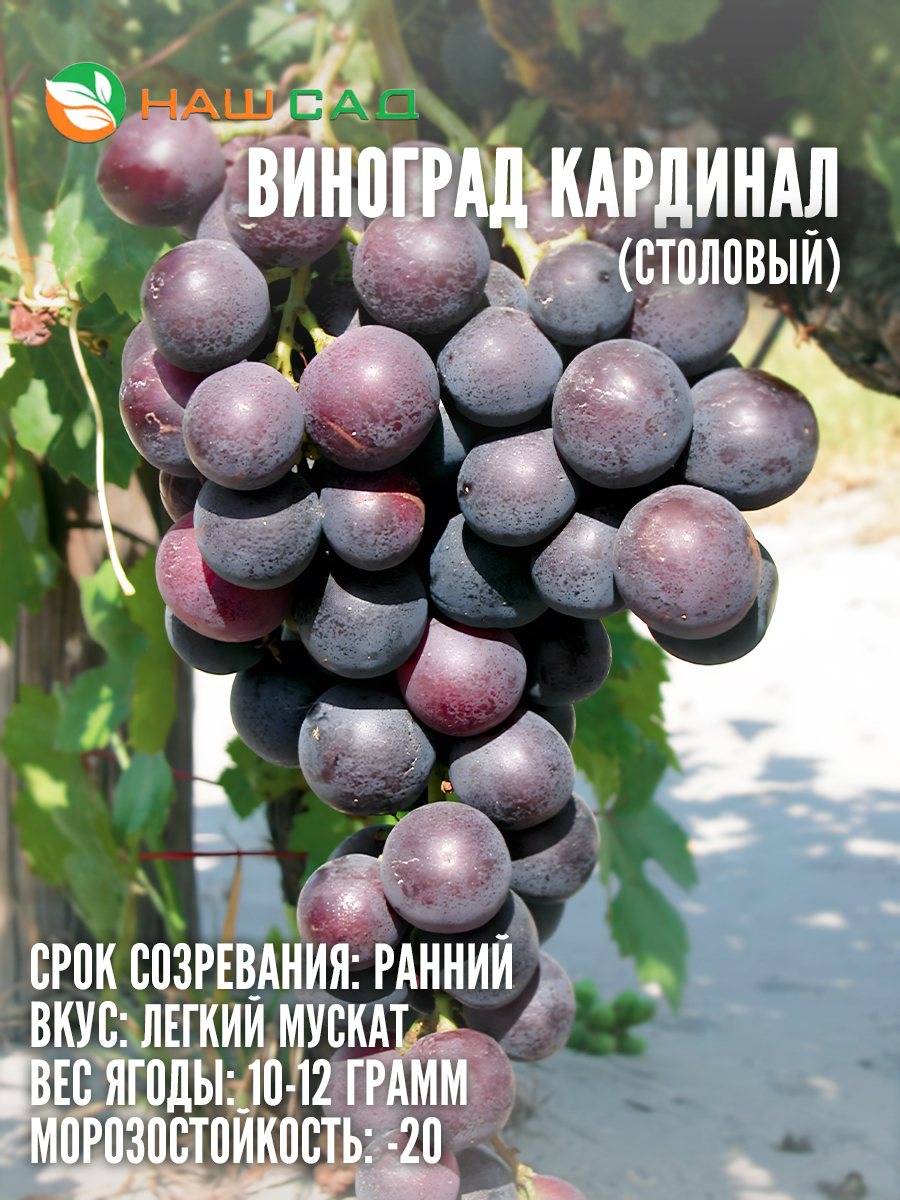 Виноград Кардинал Виноград Кардинал