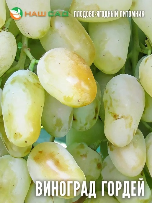 Виноград Гордей Виноград Гордей