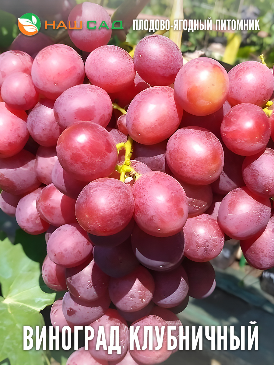 Виноград Клубничный Виноград Клубничный
