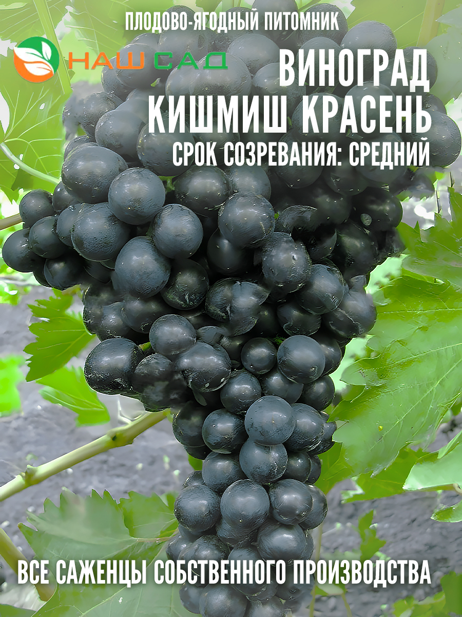 Виноград кишмиш Красень Виноград кишмиш Красень