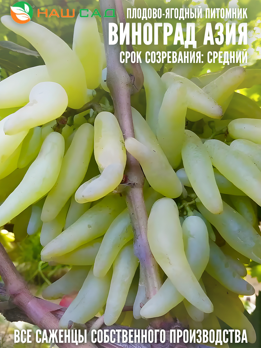 Виноград Азия Виноград Азия