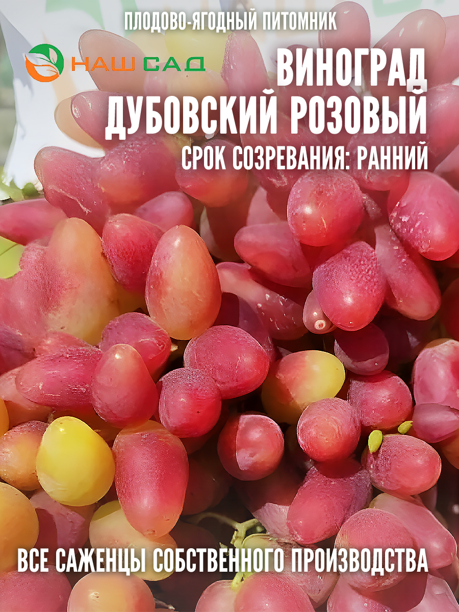 Виноград Дубовский розовый Виноград Дубовский розовый