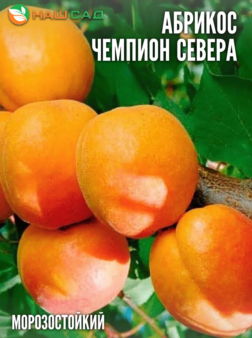 Абрикос «Чемпион Севера»