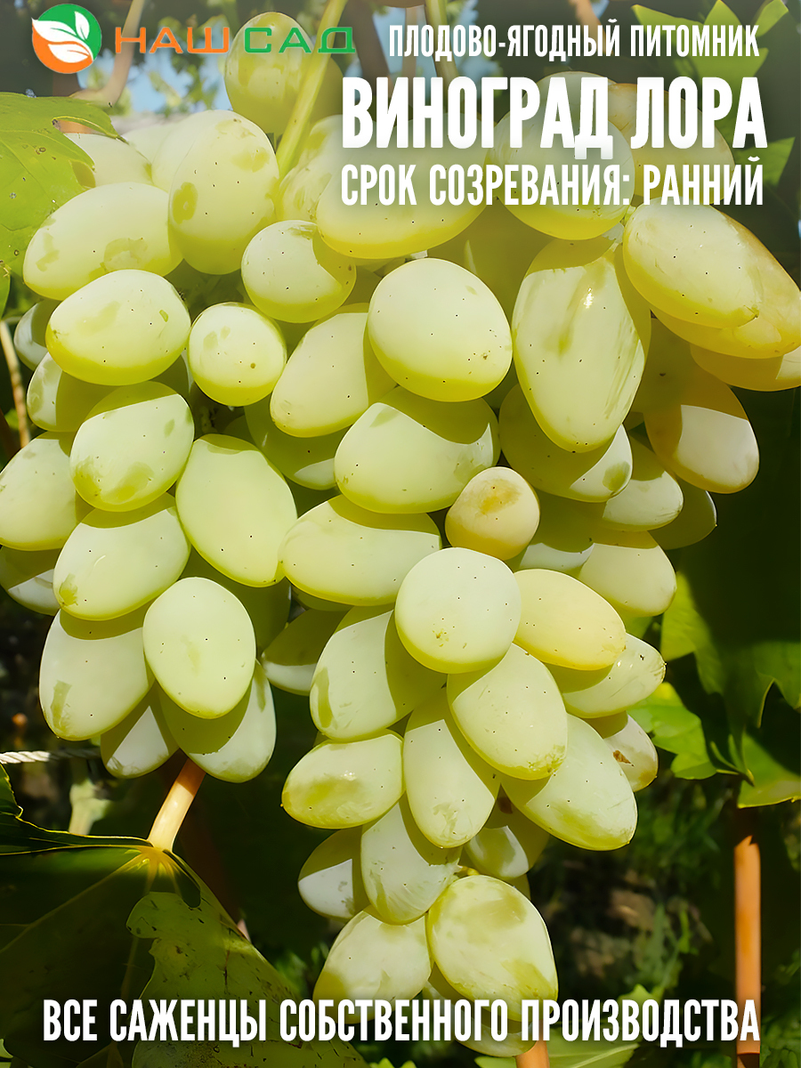 Виноград Лора Виноград Лора