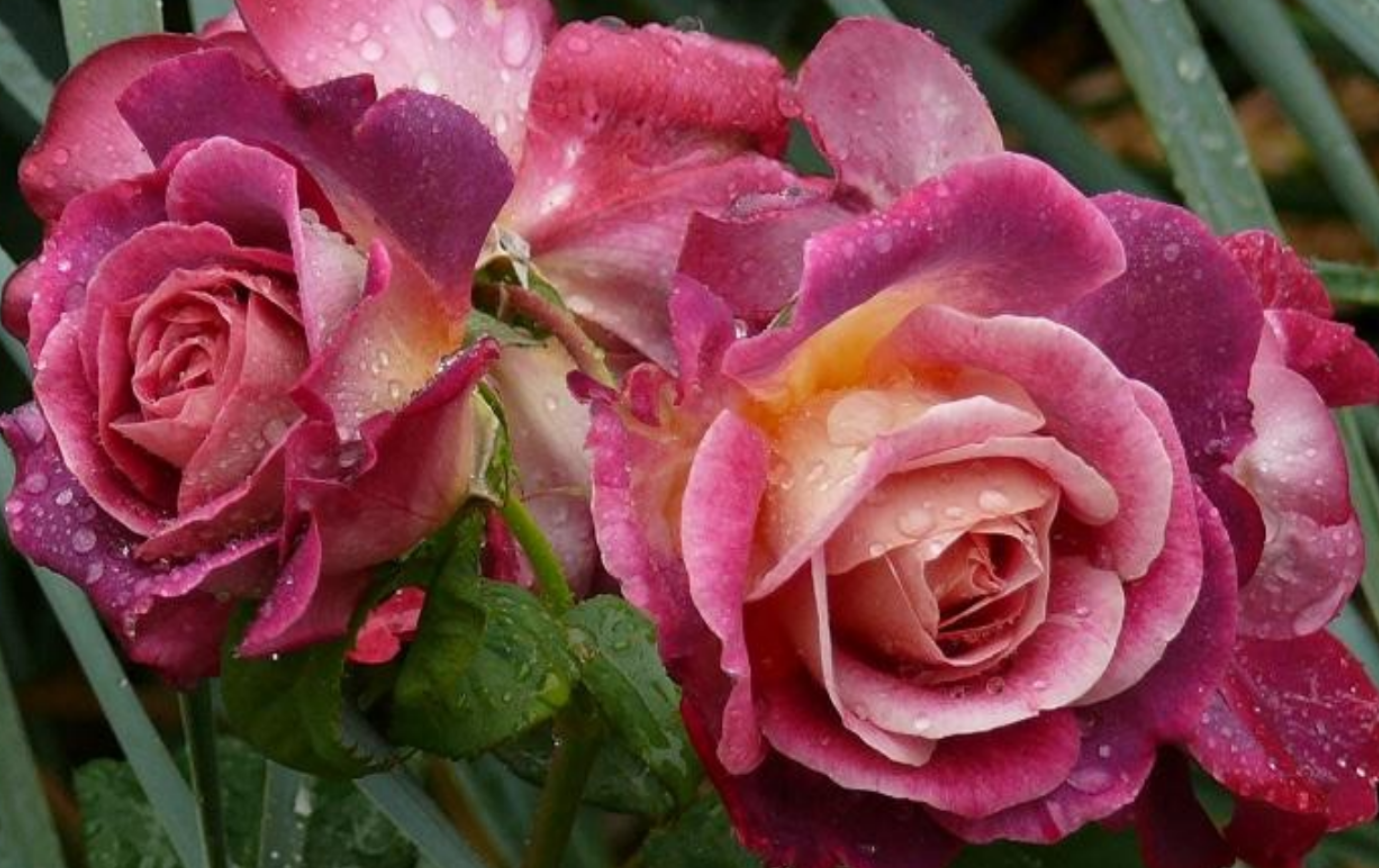 Роза шраб Дьяблес де Мер