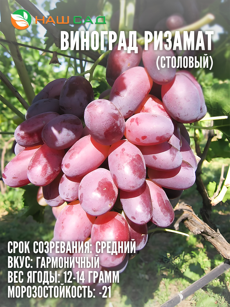 Виноград Ризамат Виноград Ризамат