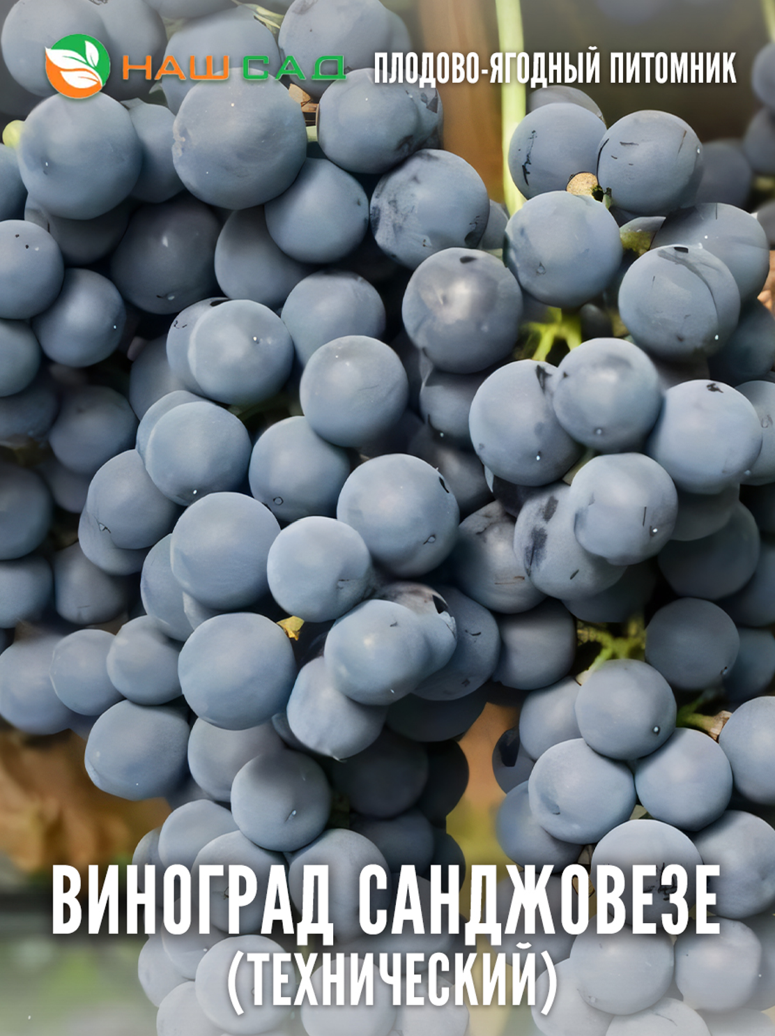 Виноград Санджовезе Виноград Санджовезе