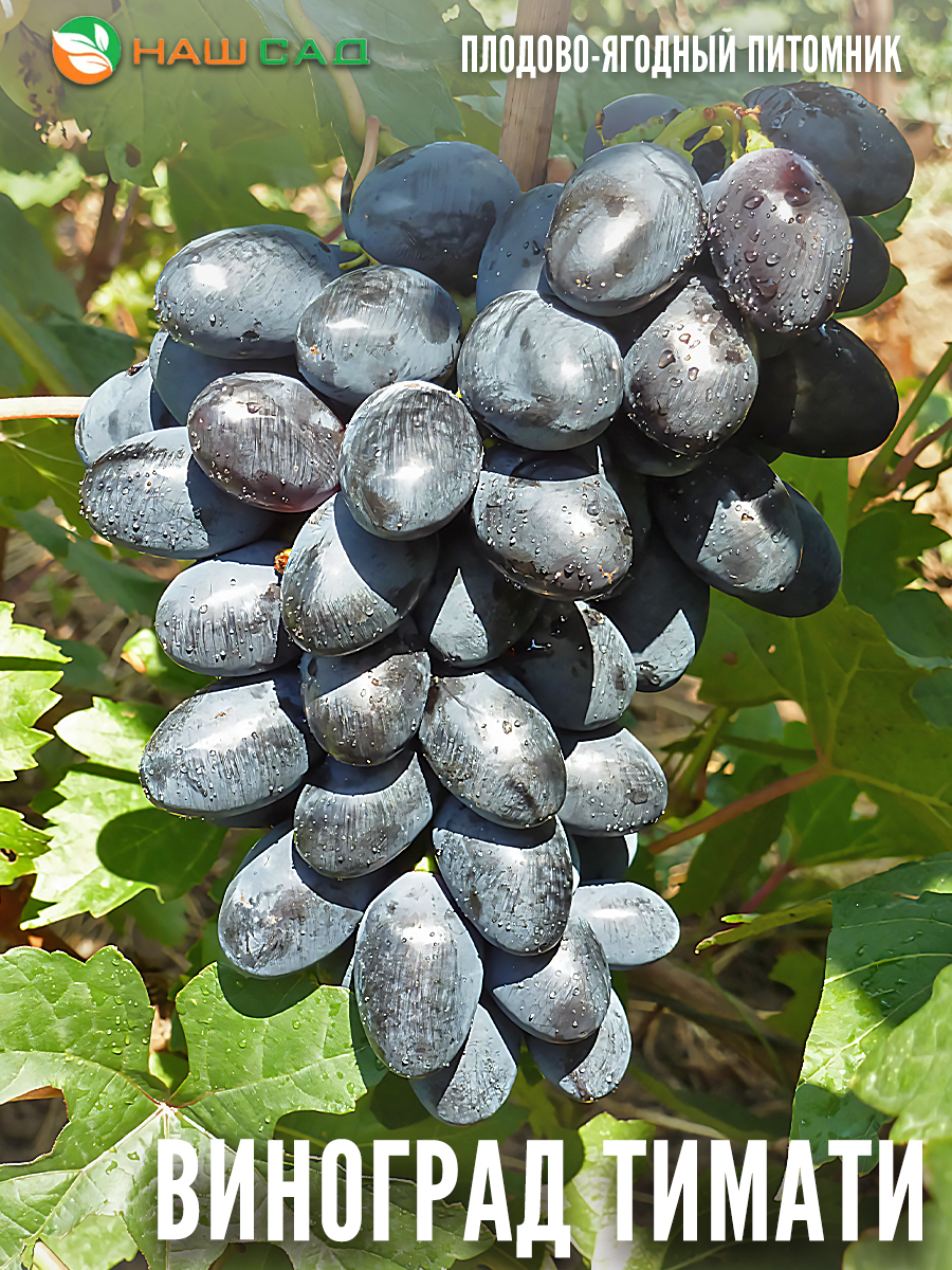 Виноград Тимати Виноград Тимати