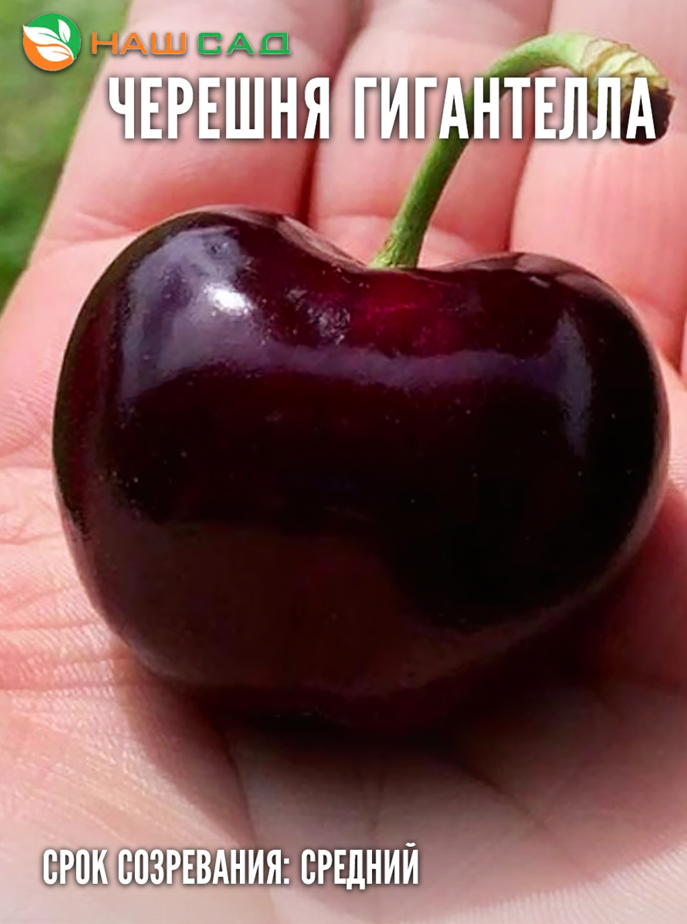 Черешня Гигантелла Черешня Гигантелла