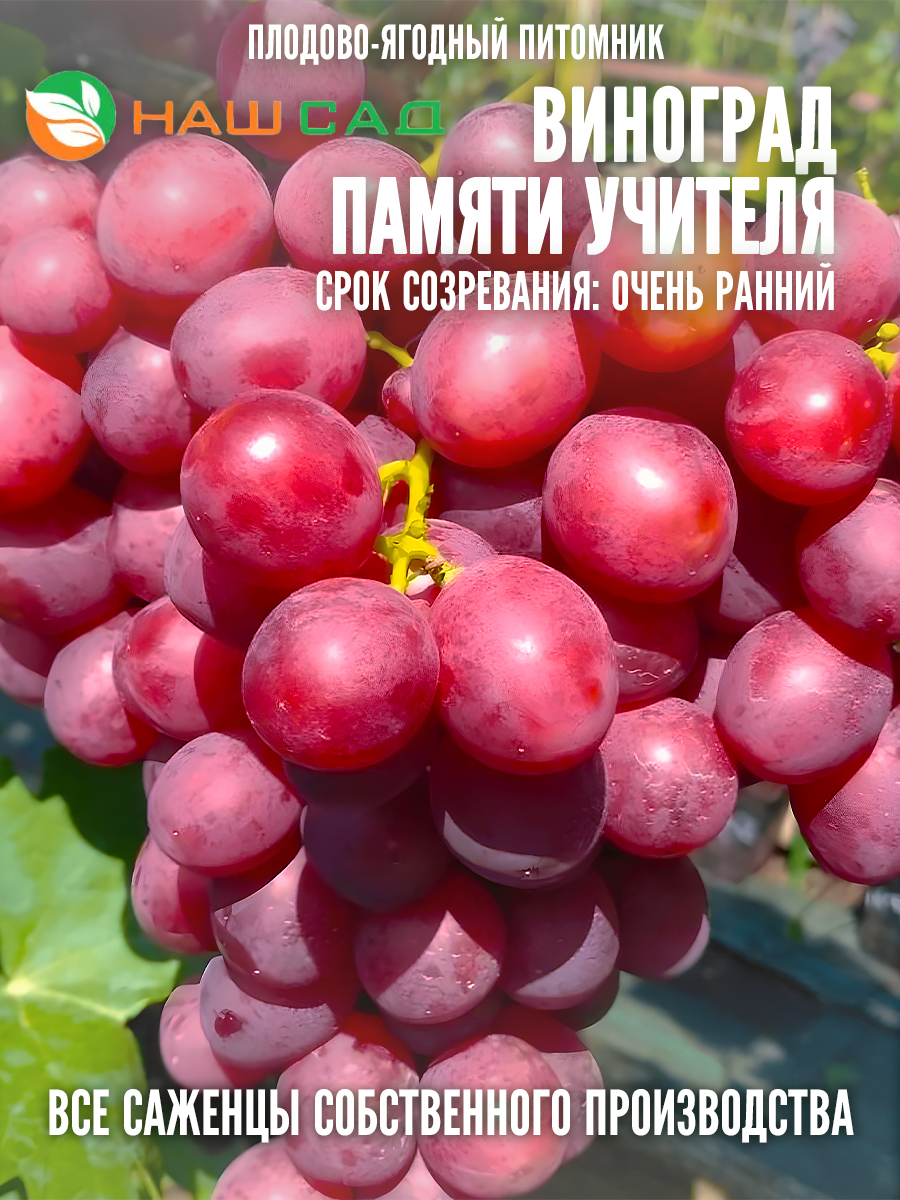 Виноград Памяти Учителя Виноград Памяти Учителя