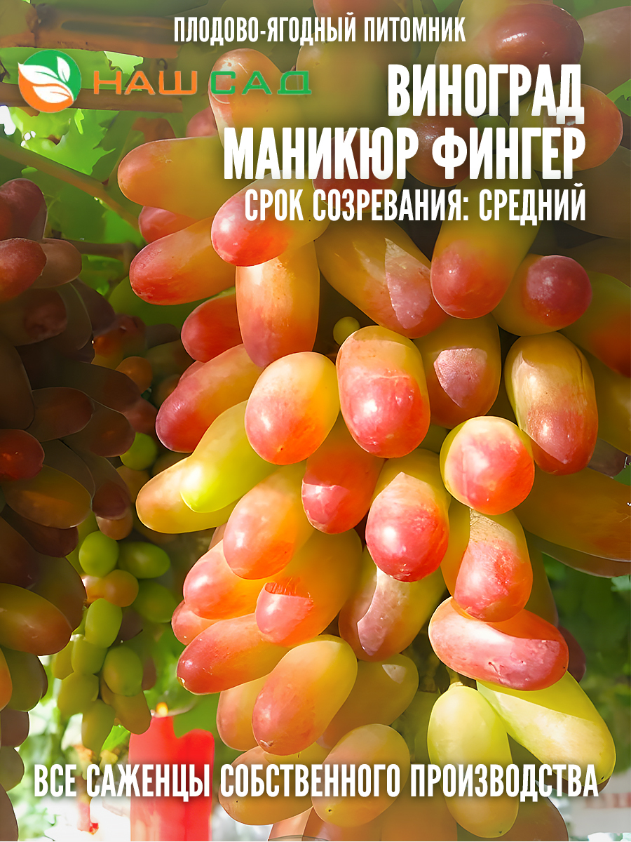 Виноград Маникюр Фингер Виноград Маникюр Фингер