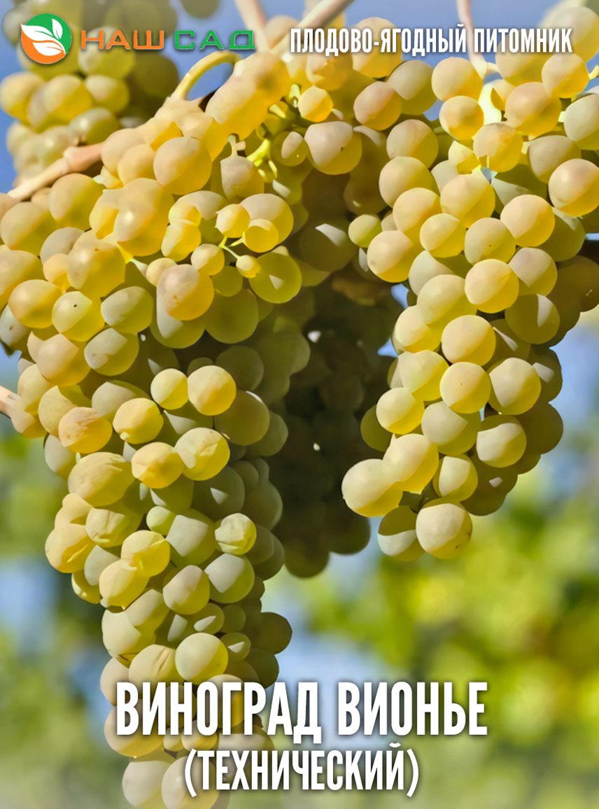 Виноград Вионье Виноград Вионье