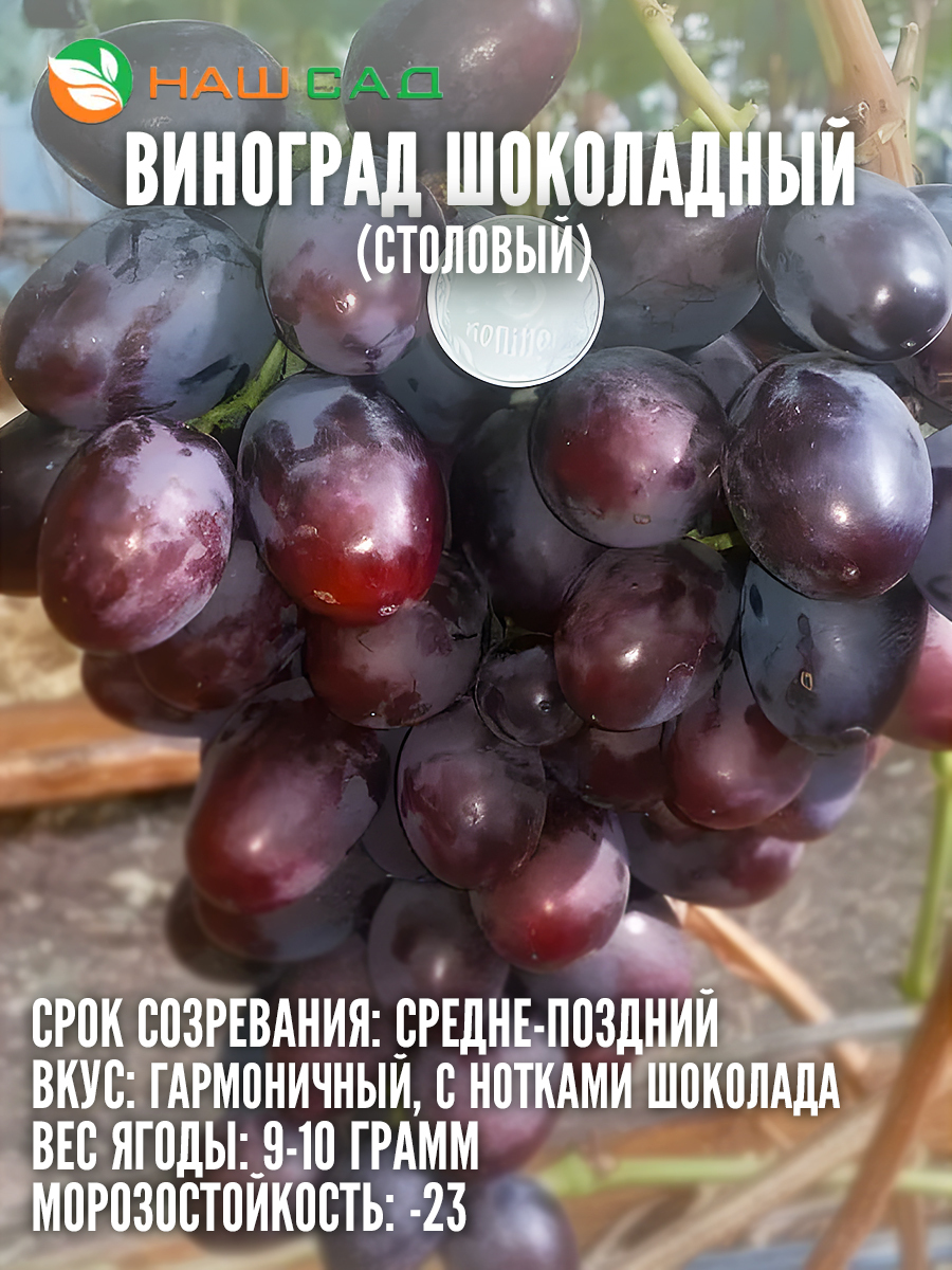 Виноград Шоколадный Виноград Шоколадный
