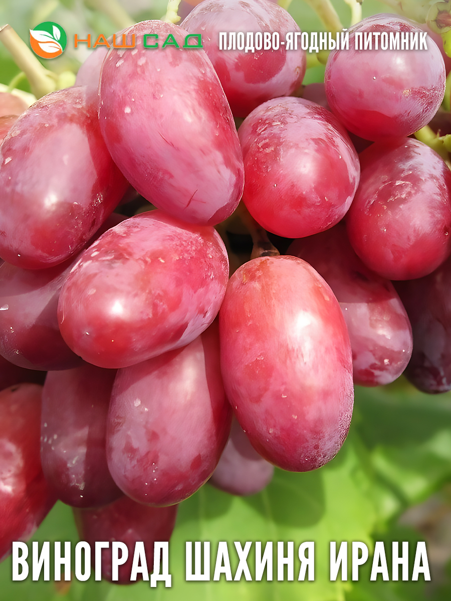 Виноград Шахиня Ирана Виноград Шахиня Ирана