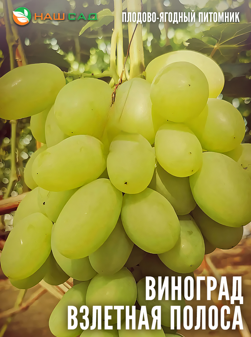 Виноград Взлётная полоса Виноград Взлётная полоса