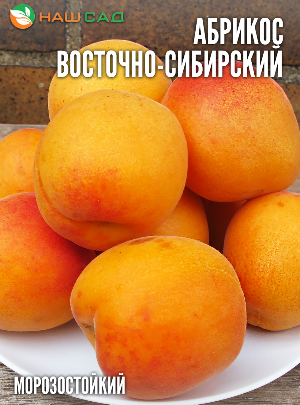 Абрикос Восточно-Сибирский