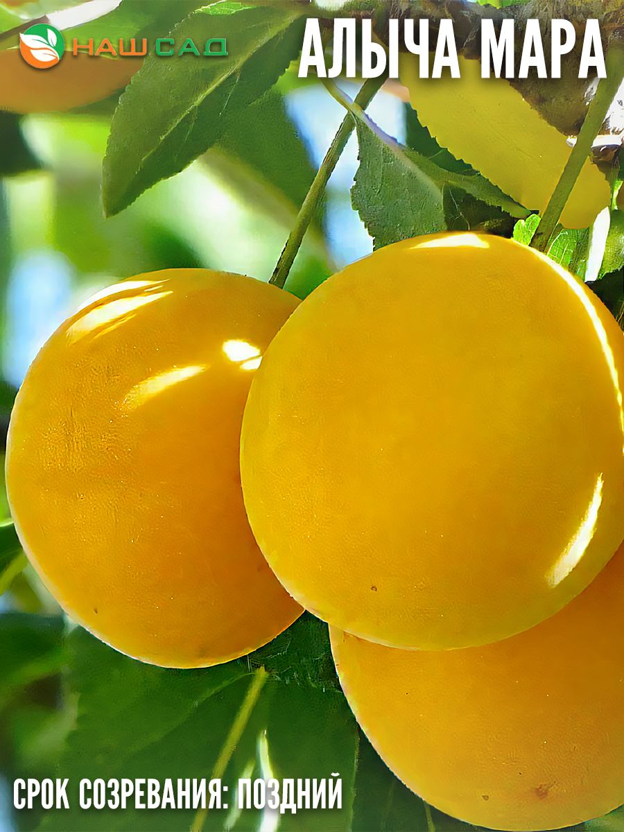 Алыча Мара Алыча Мара