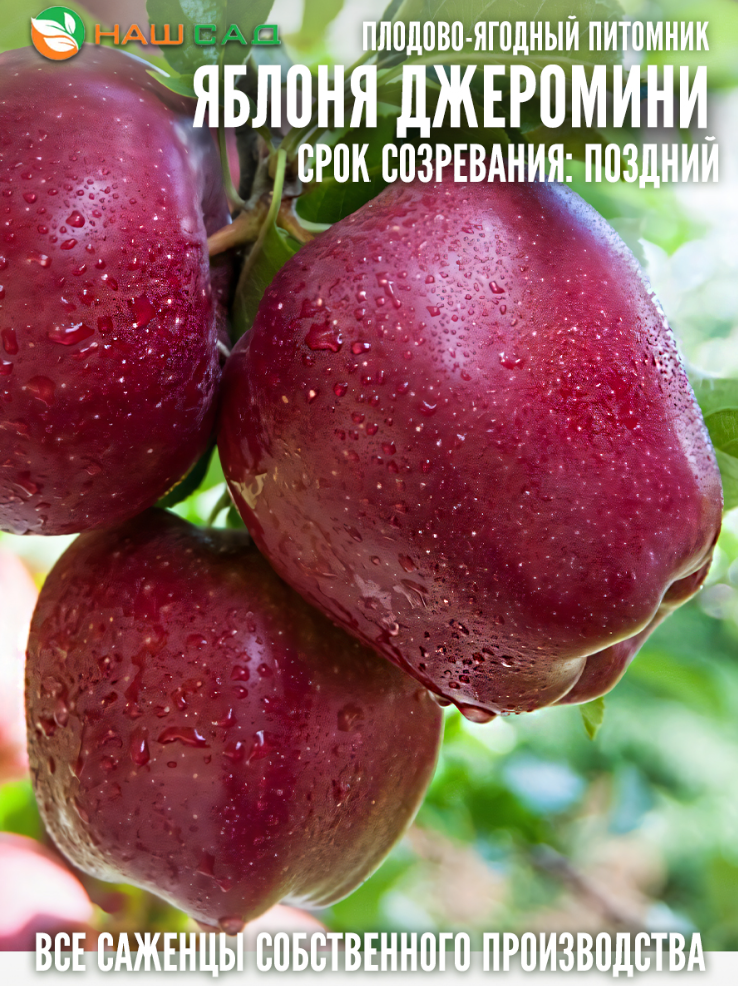 Яблоня Джеромини ( JEROMINE )