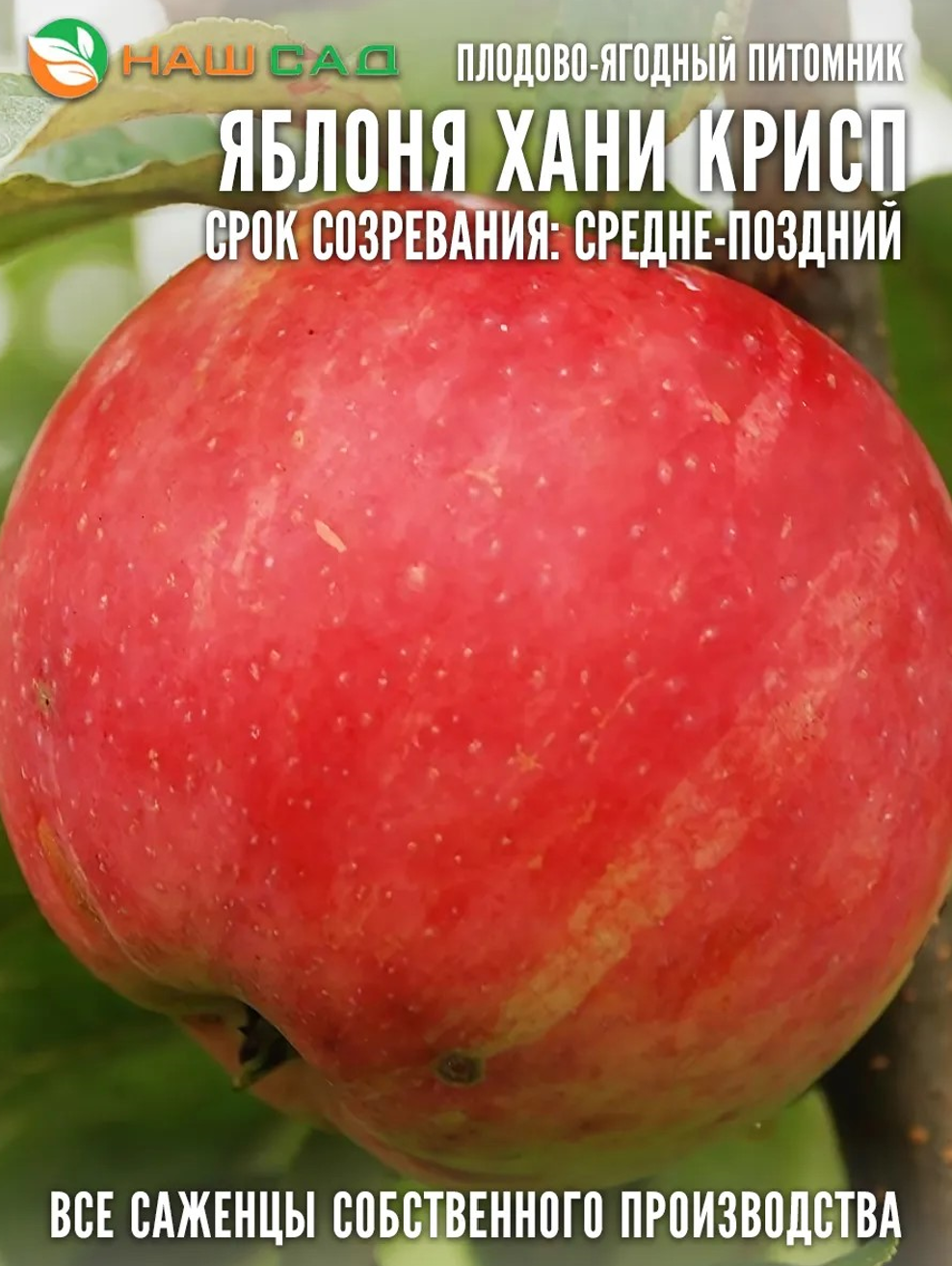 Яблоня Хани Крисп (Honey Crisp, «Медовый хруст»)