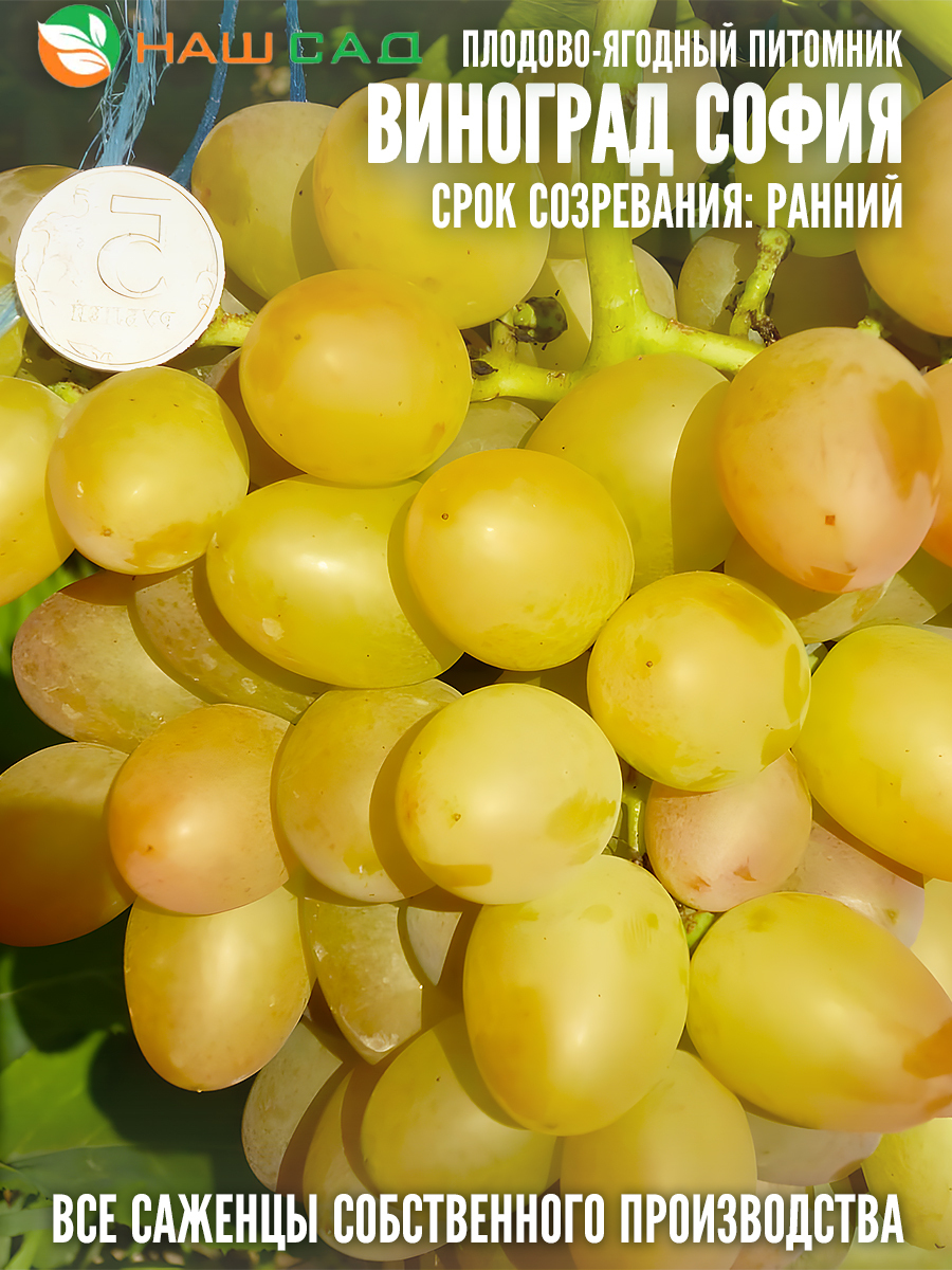 Виноград София Виноград София