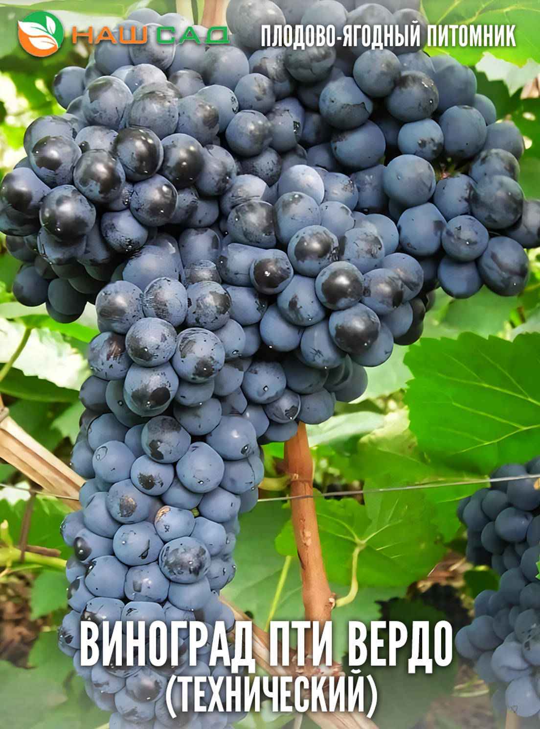 Виноград Пти Вердо Виноград Пти Вердо