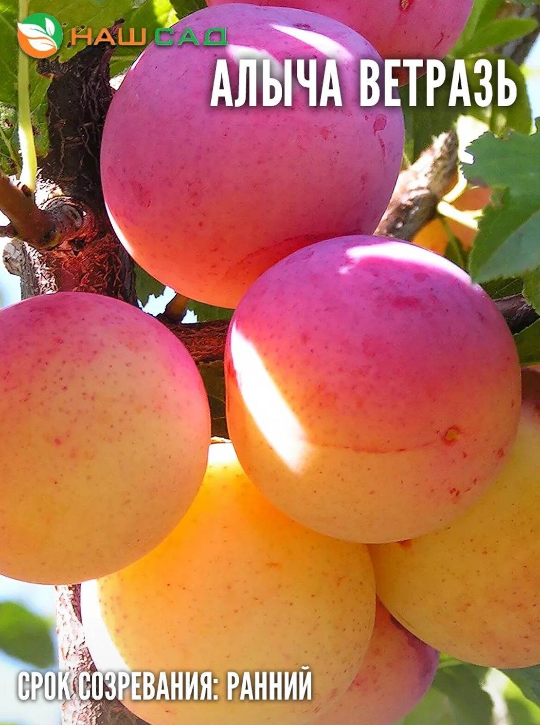 Алыча «Ветразь 2» Алыча «Ветразь 2»