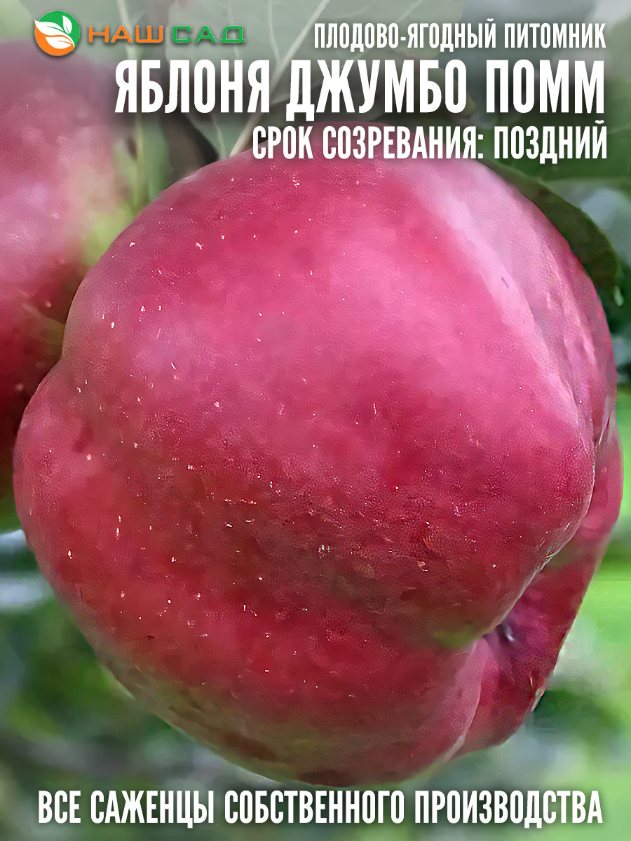 Яблоня Джумбо Помм (Jumbo Pomme)