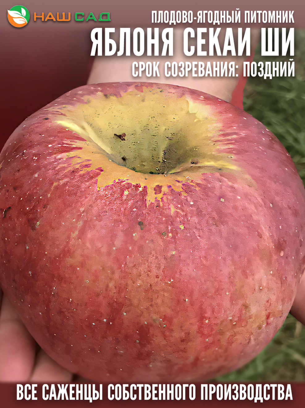 Яблоня Секаи Ши (Sekai-Ichi, «Номер один в мире»)