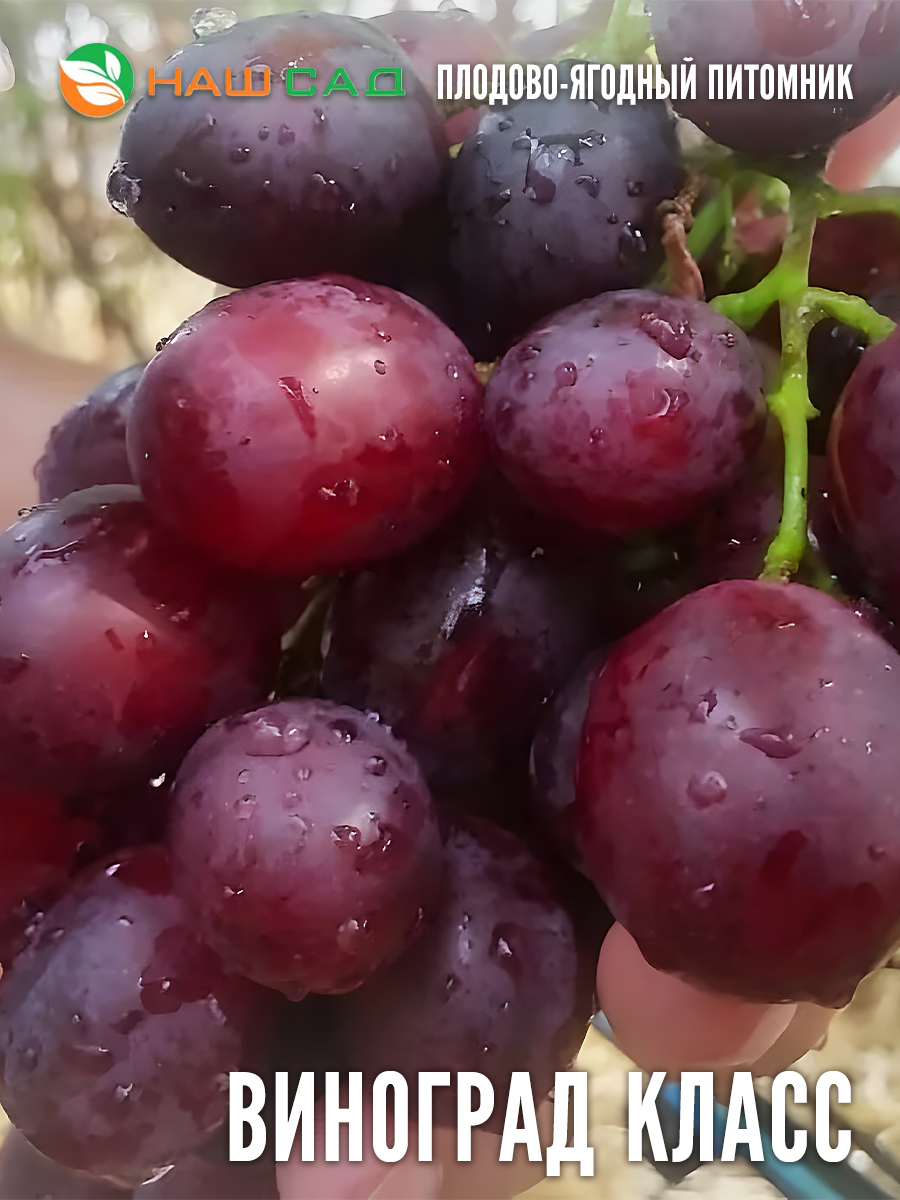 Виноград Класс Виноград Класс