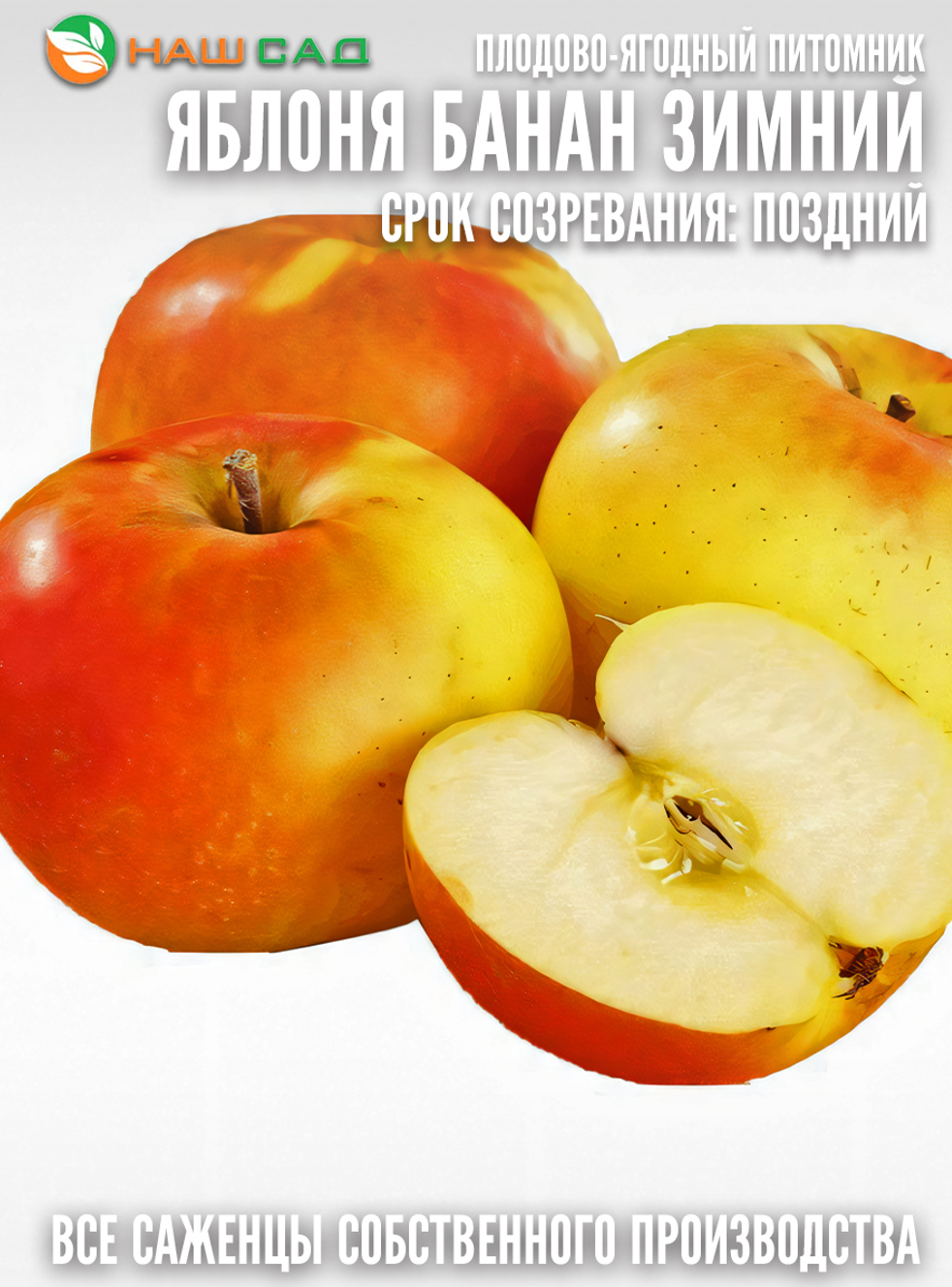 Яблоня Банан Зимний