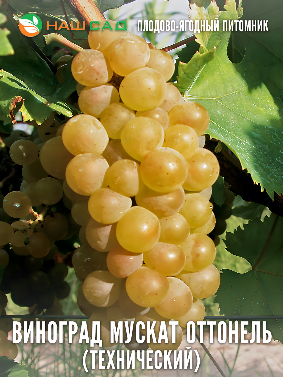 Виноград Мускат Оттонель Виноград Мускат Оттонель