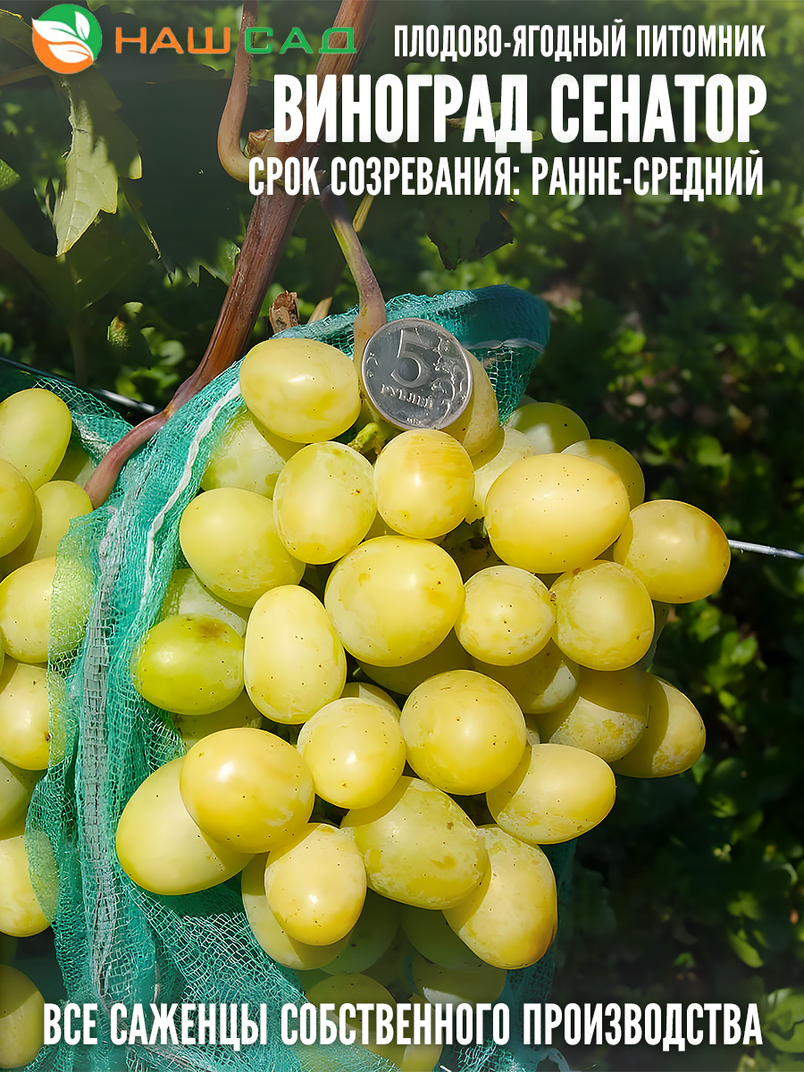 Виноград Сенатор Виноград Сенатор