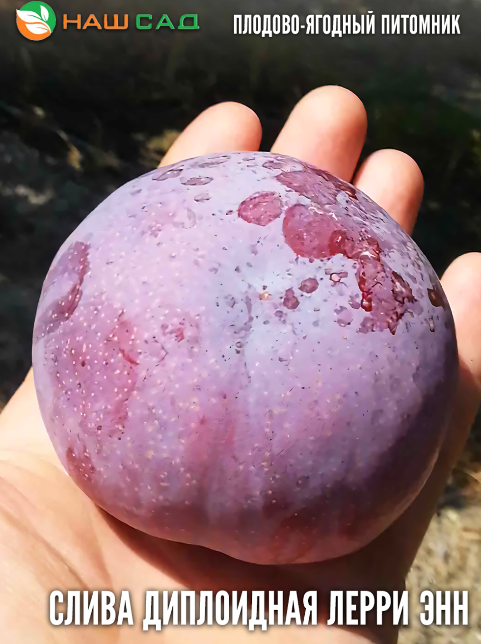 Слива Лерри Энн (  Larry Ann )