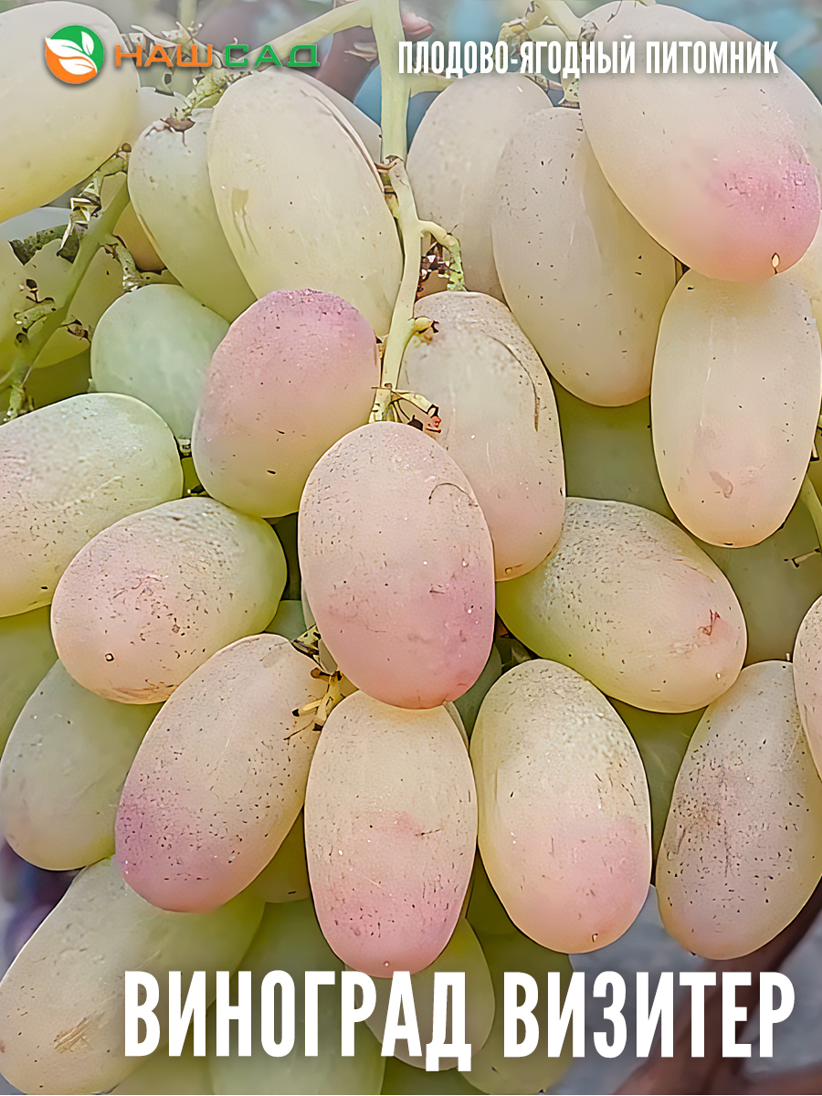 Виноград Визитёр Виноград Визитёр