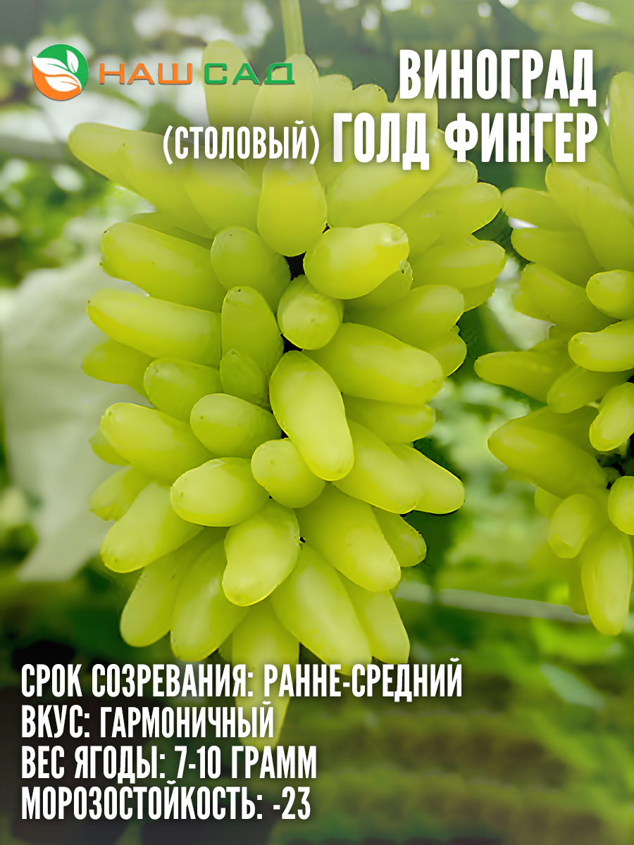 Виноград Голд Фингер Виноград Голд Фингер